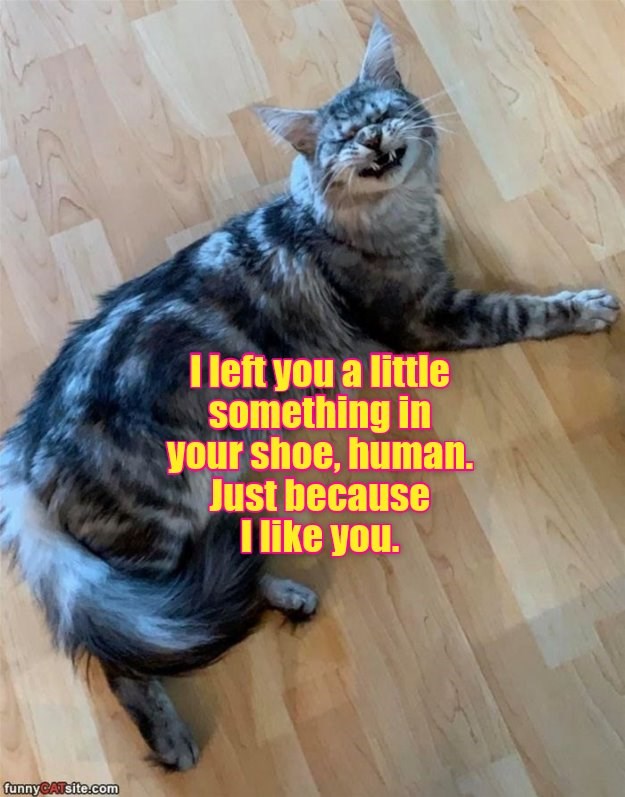 Thank you. I think. - Lolcats - lol | cat memes | funny cats | funny