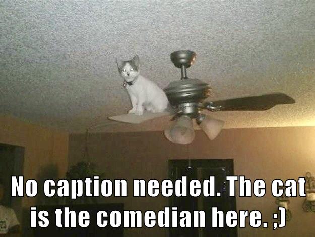 funny pictures of cats without captions