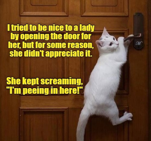 This is the thanks I get. - Lolcats - lol | cat memes | funny cats ...