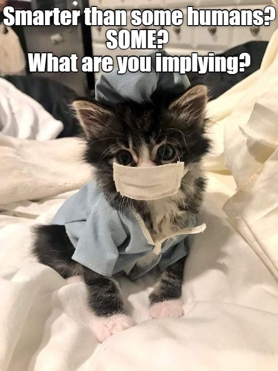 Don't get cheeky with me, human! - Lolcats - lol | cat memes | funny ...