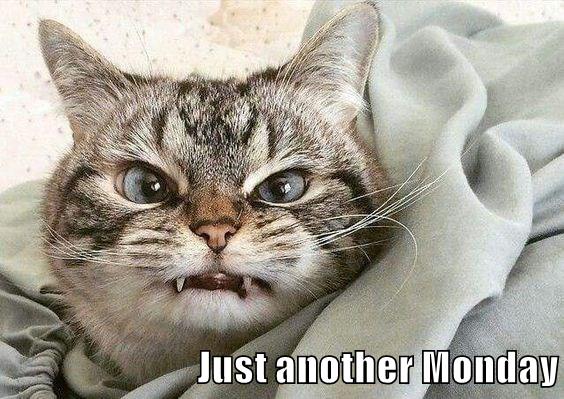 Just another Monday - Lolcats - lol | cat memes | funny cats | funny ...