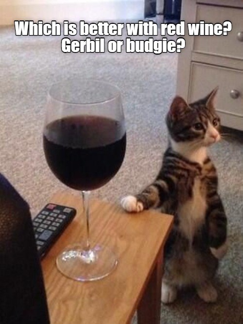 Which is better with red wine? - Lolcats - lol | cat memes | funny cats