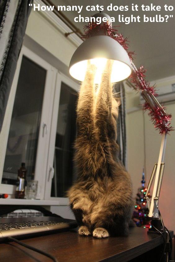 "How many cats does it take to change a light bulb?" Lolcats lol
