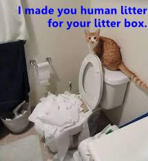 Human shop litter box