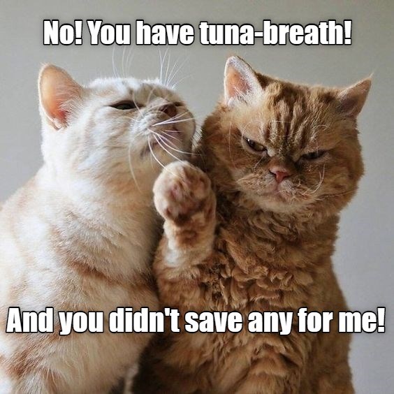 Tuna-breath! - Lolcats - lol | cat memes | funny cats | funny cat ...