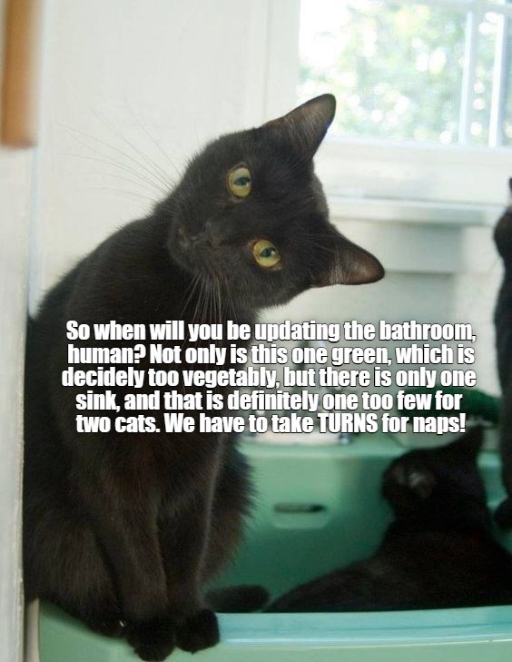 One sink! - Lolcats - lol | cat memes | funny cats | funny cat pictures ...