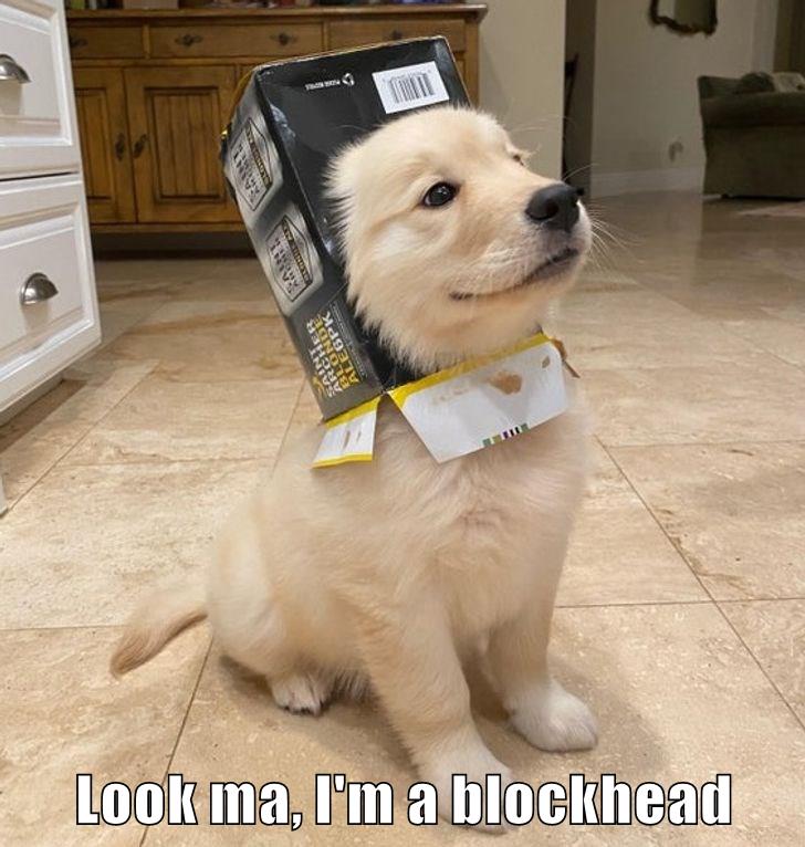 Look ma, I'm a blockhead - I Has A Hotdog - Dog Pictures - Funny ...