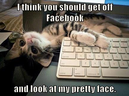 FaceLook - Lolcats - lol | cat memes | funny cats | funny cat pictures ...