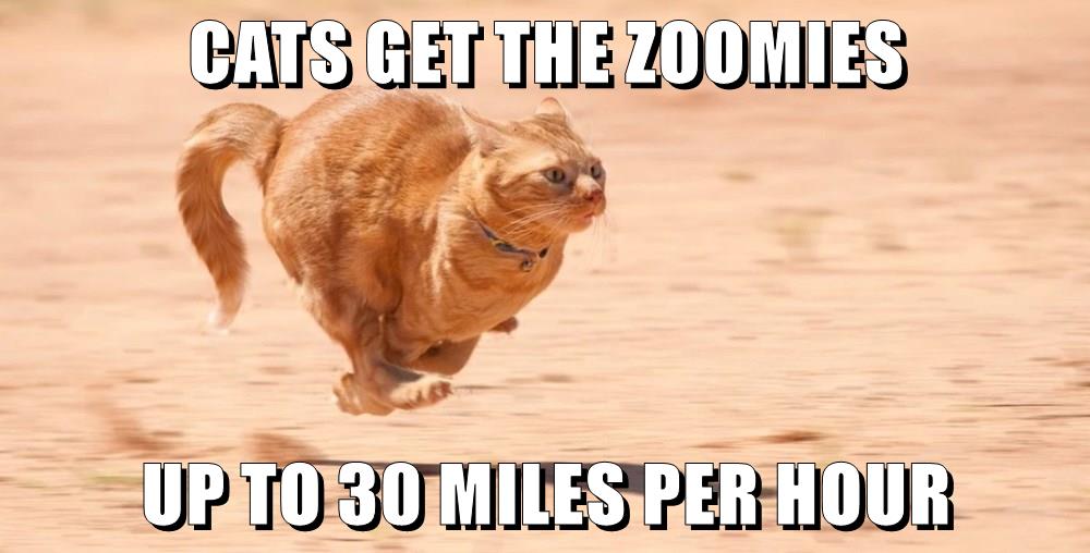 cats-get-the-zoomies-lolcats-lol-cat-memes-funny-cats-funny