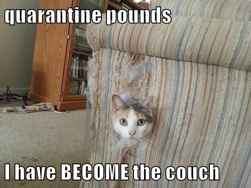 The couch portraito - Lolcats - lol | cat memes | funny cats | funny ...