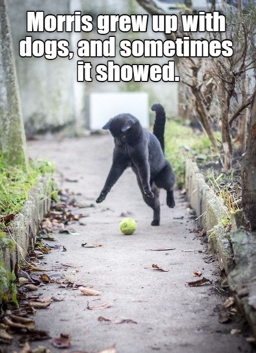 Morris grew up with dogs Lolcats lol cat memes funny cats