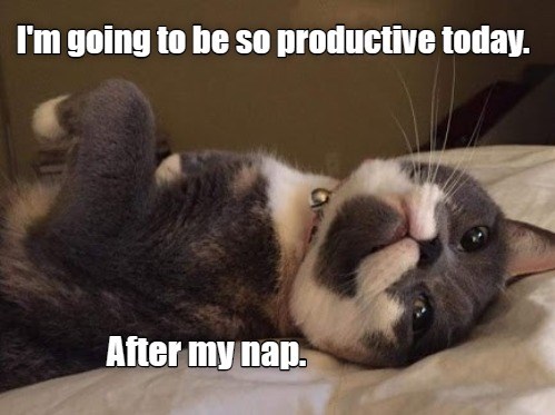 I'm going to be so productive today - Lolcats - lol | cat memes | funny ...