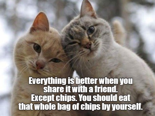 Everything is better when you share it with a friend - Lolcats - lol ...