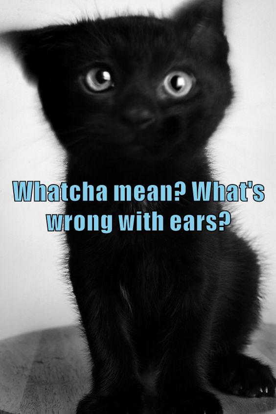 Whatcha mean? - Lolcats - lol | cat memes | funny cats | funny cat ...