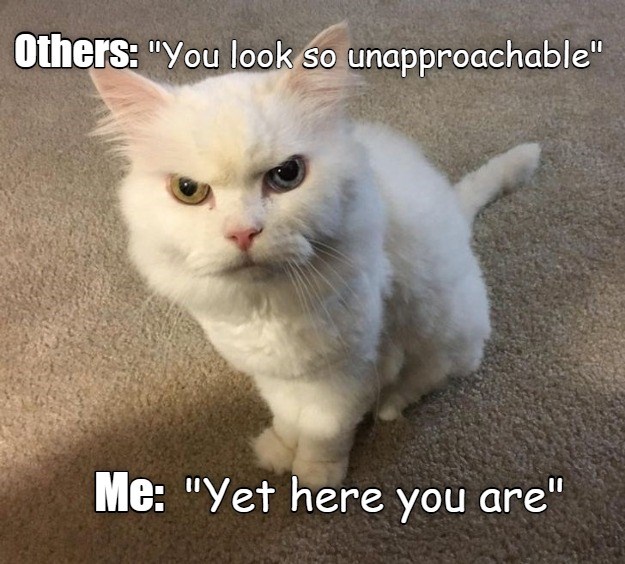 I Ll Just Stay Over Here Then Lolcats Lol Cat Memes Funny Cats Funny Cat Pictures With Words On Them Funny Pictures Lol Cat Memes Lol Cats