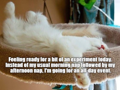 All-day event - Lolcats - lol | cat memes | funny cats | funny cat ...