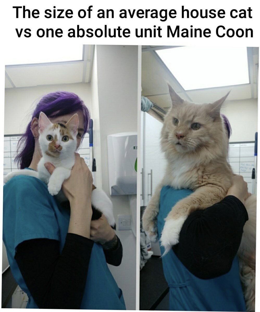 Regular cat vs Maine Coon I Can Has Cheezburger?