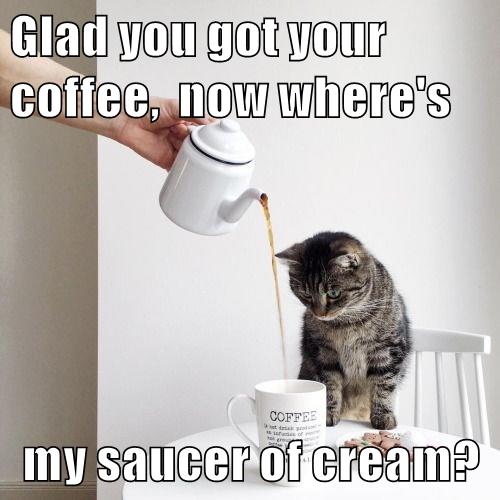 Glad you got your coffee - Lolcats - lol | cat memes | funny cats ...