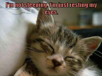 I'm not sleeping. I'm just resting my eyes. - Lolcats - lol | cat memes |  funny cats | funny cat pictures with words on them | funny pictures | lol  cat memes | lol cats