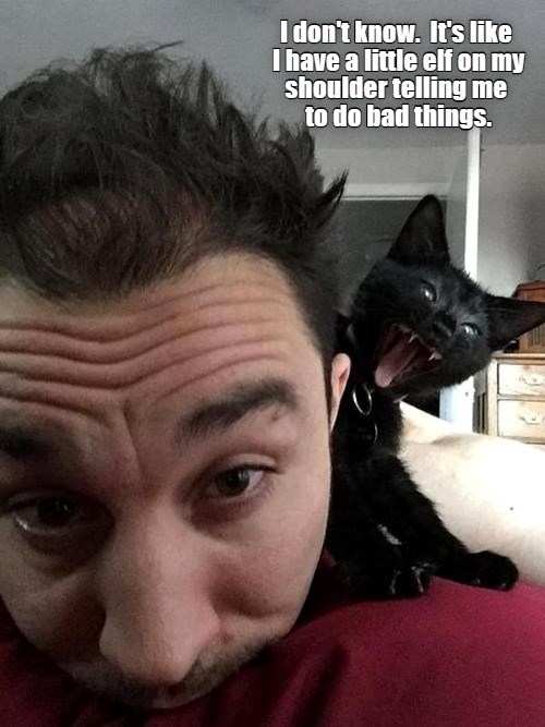 Lolcats - lol | cat memes | funny cats | funny cat pictures with words ...