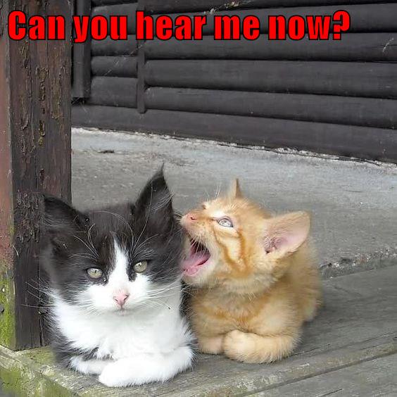 Aslan -- can you hear me? - Lolcats - lol, cat memes