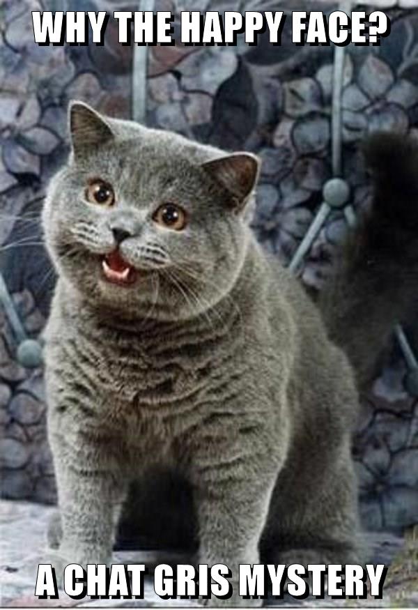 A Chat Gris Mystery Lolcats Lol Cat Memes Funny Cats Funny Cat Pictures With Words On Them Funny Pictures Lol Cat Memes Lol Cats