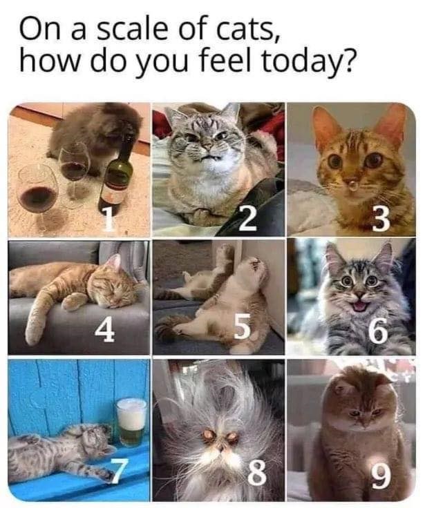 Solid 5. You? I Can Has Cheezburger?