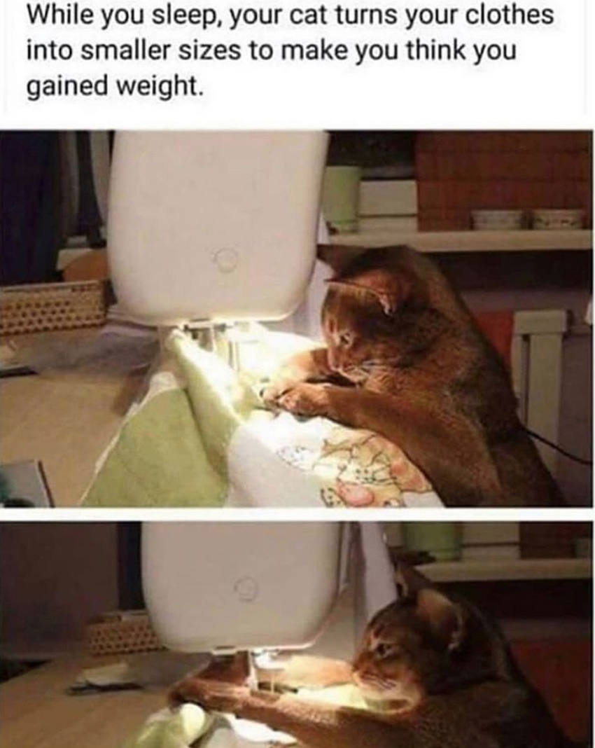 clothes for your cat