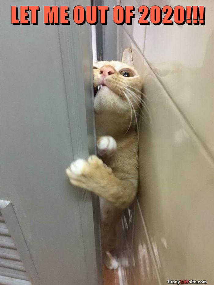 Let Me Out Of Lolcats Lol Cat Memes Funny Cats Funny Cat Pictures With Words On Them Funny Pictures Lol Cat Memes Lol Cats