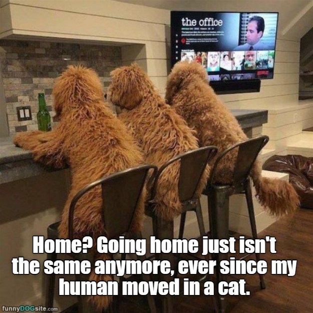 Home? - I Has A Hotdog - Dog Pictures - Funny pictures of dogs - Dog ...