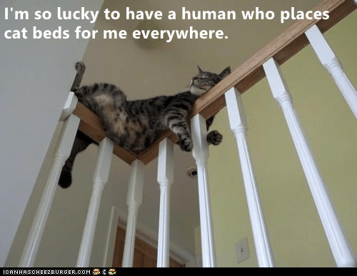 Lolcats - Page 311 - LOL at Funny Cat Memes - Funny cat pictures with ...