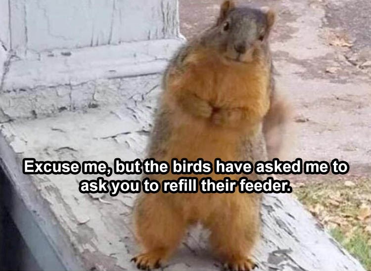 squirrel dating online