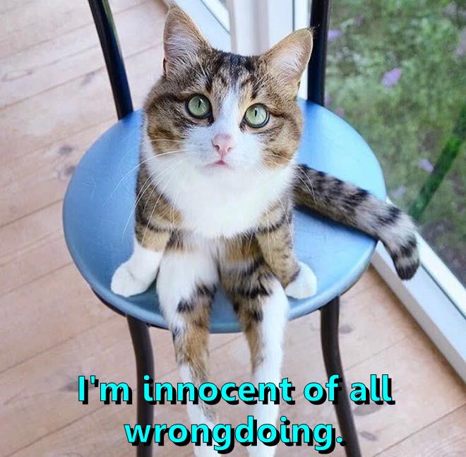 I'm innocent of all wrongdoing. - Lolcats - lol | cat memes | funny ...