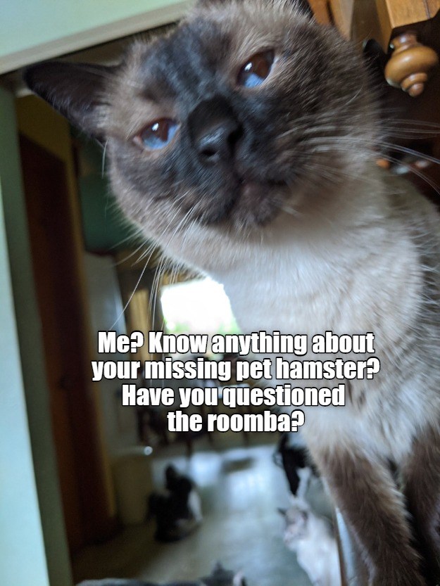Ask the roomba! - Lolcats - lol | cat memes | funny cats | funny cat ...