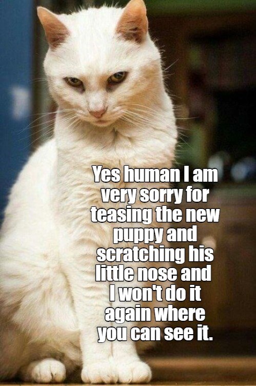 Yes human - Lolcats - lol | cat memes | funny cats | funny cat pictures ...