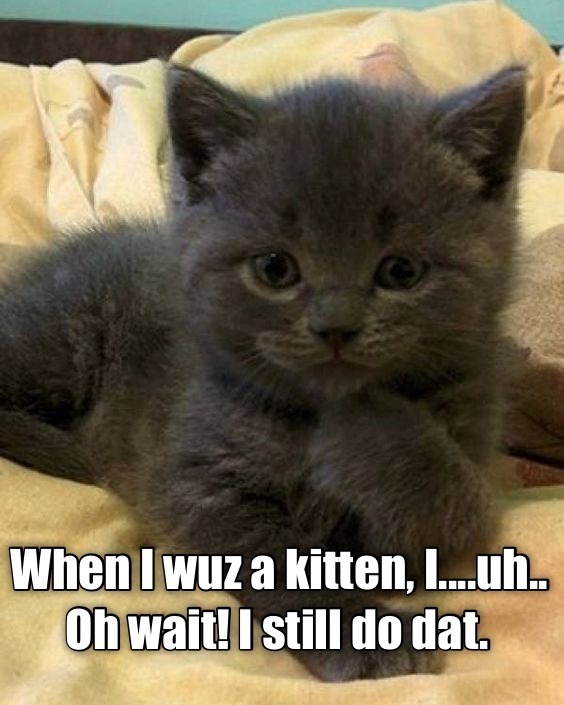 I haven't grown up yet! - Lolcats - lol | cat memes | funny cats ...