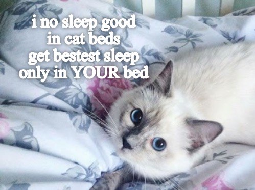 It’s True! Sleep Studies Confirm It - Lolcats - lol | cat memes | funny ...