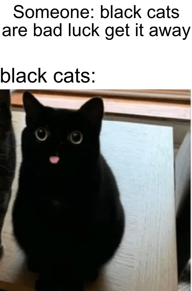 Black cats - I Can Has Cheezburger?