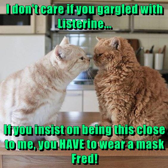 I don't care Lolcats lol cat memes funny cats funny cat