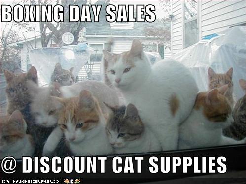 discount cat supplies