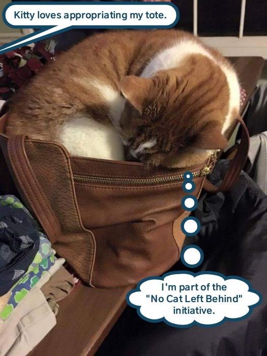 Tote-ally - Lolcats - lol | cat memes | funny cats | funny cat pictures ...