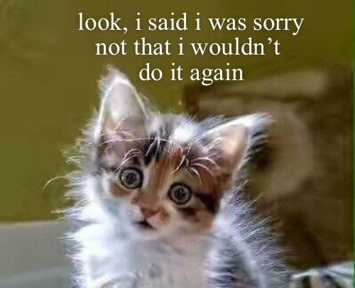 Restrained Apology - Lolcats - lol | cat memes | funny cats | funny cat ...