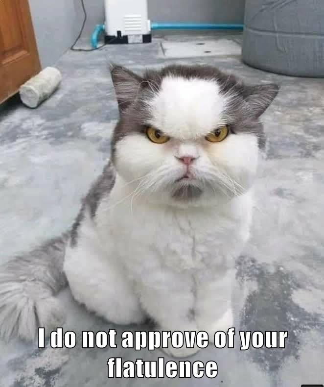 I do not approve of your flatulence - Lolcats - lol | cat memes | funny ...