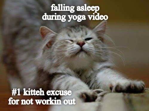 Feline Workout Interrupted - Lolcats - lol | cat memes | funny cats ...