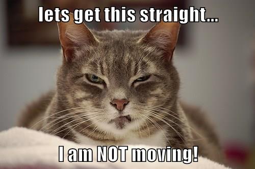 Lets get this straight... - Lolcats - lol | cat memes | funny cats ...