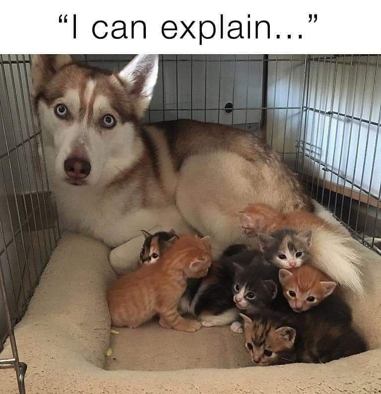 can a dog nurse kittens