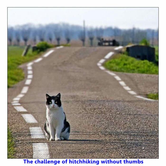 The challenge of hitchhiking without thumbs Lolcats lol cat memes