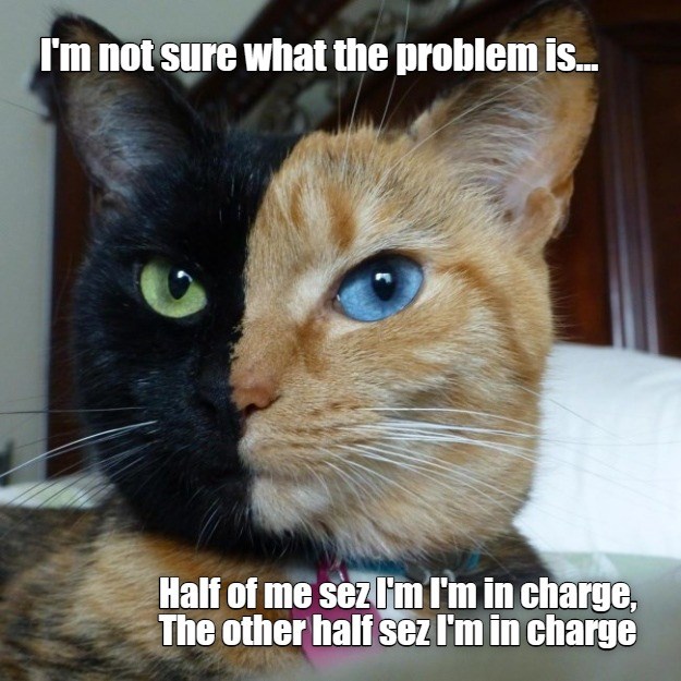 Either Way...I'm In Charge Lolcats lol cat memes funny cats
