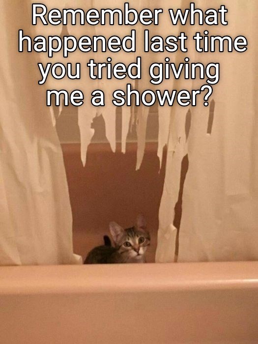 You give your cat SHOWERS? Lolcats lol cat memes funny cats