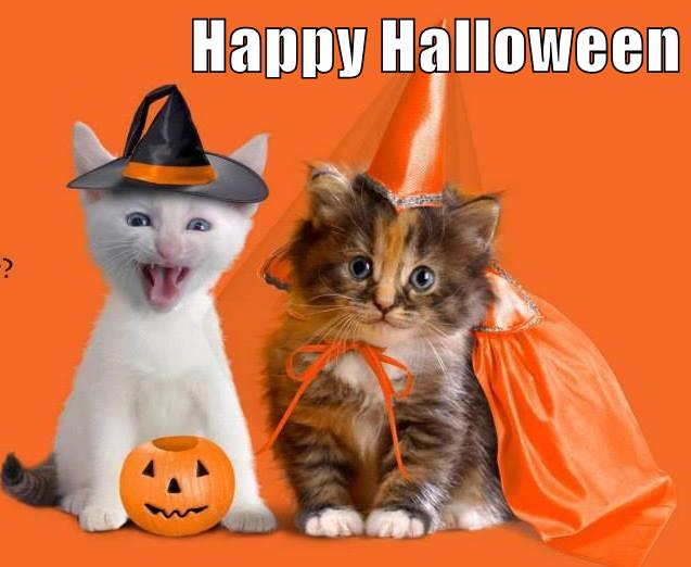 Lolcats - halloween - LOL at Funny Cat Memes - Funny cat pictures with ...